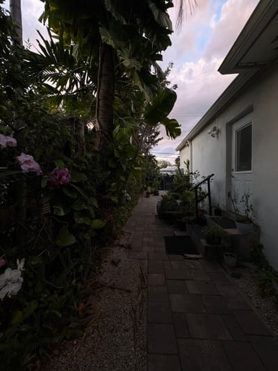 An outdoor scene in Miami Shores, United States of America, depicts a narrow pathway running alongside a building at dusk or dawn. The pathway consists of dark grey rectangular pavers, with a strip of light grey gravel to its left. To the left of the pathway, dense, overgrown tropical vegetation forms a wall, featuring large green leaves, a prominent tree trunk entwined with vines, and several blooming orchids in white and purple/pink hues.
On the right, a light-colored stucco building wall features a white door with a window pane, accessed by two concrete steps. A black metal handrail is affixed to the wall next to the steps. Above the door, a white double-headed outdoor light fixture is mounted. Numerous potted plants are arranged on the steps and at the base of the wall. Overhead, the sky displays stratocumulus clouds with hints of pink and purple, indicating low-angle sunlight. Utility lines are visible against the sky in the middle ground. No individuals are present in the image.