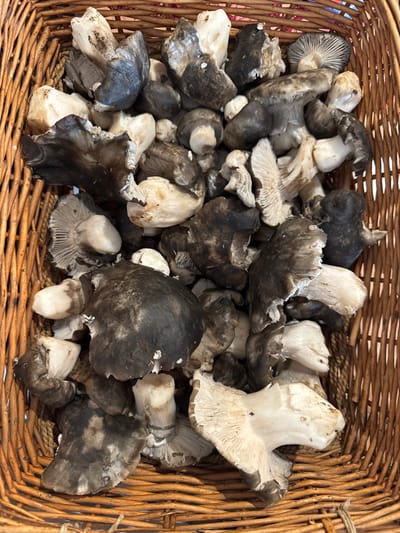 A woven wicker basket, located in Anavissos Municipal Unit, Greece, is depicted filled with a dense collection of freshly harvested wild mushrooms. The mushrooms exhibit varying sizes and irregular forms, consistent with foraging. Their caps range from dark grey to black, frequently displaying lighter grey or off-white patches and visible soil residue. Stems and exposed gills are predominantly lighter, in shades of off-white to pale grey. No individuals, actions, or additional environmental details are present.