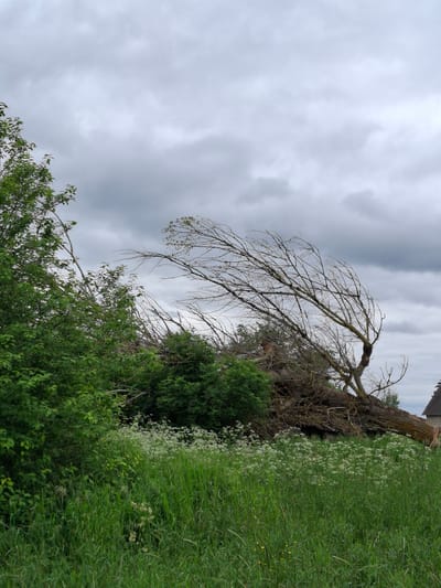 A fallen tree with bare branches is visible in the center of the image, lying on top of a pile of brush. It is located in a field of tall green grass and white wildflowers. In the background, there is a section of a building with a peaked roof, possibly a barn or house. The sky is overcast with gray clouds. The image appears to be taken in the Дубровенскі сельскі Савет, Belarus.