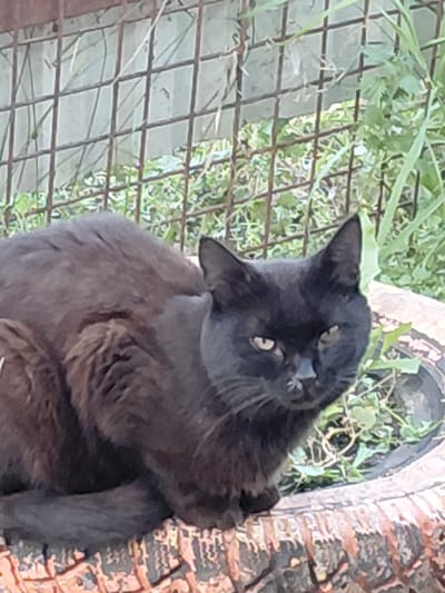 A black cat with yellow eyes is sitting on a tire. The tire is filled with dirt and plants. In the background, there is a metal fence and green foliage. The scene is outdoors and appears to be in a somewhat overgrown, rustic setting, possibly an yard or garden area. The location is Старотавларово, Russia.