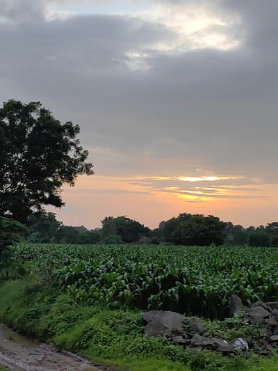 The image depicts a rural landscape in Walsawangi, India, at sunset or sunrise. A vast field of green crops, likely corn, dominates the foreground and midground, stretching towards a line of trees in the distance. A large, dark-leafed tree is visible on the left side of the frame, partially obscuring the sky. The sky itself is a dramatic display of colors, with muted grays and blues overhead transitioning to warm oranges and yellows near the horizon, where the sun is either rising or setting, peeking through scattered clouds. The ground in the immediate foreground is a muddy track, suggesting recent rain. Scattered rocks and dense green undergrowth are also present along the edge of the field. There are no people or animals visible in the scene.