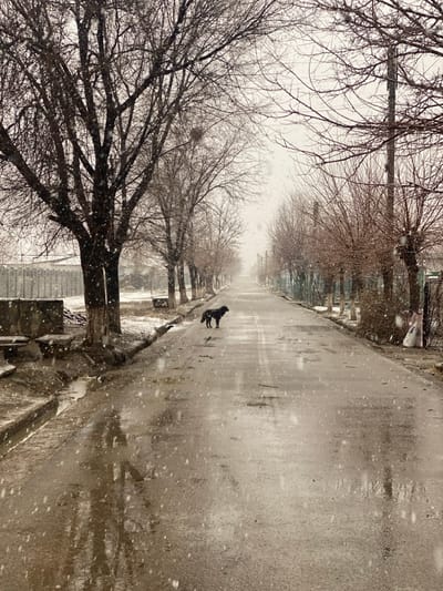 The image depicts a rural or semi-urban road in Gulbahor, Uzbekistan, under winter conditions with light snowfall. A dark-furred dog, appearing black, stands alone in the center of the wet asphalt road, facing left, approximately one-third into the frame from the bottom. The road, which shows visible potholes and appears slick with melted snow and puddles, extends straight into the distance, converging at a vanishing point under an overcast, hazy sky. Bare deciduous trees with dark trunks and branches line both sides of the road, their forms reflected in the surface water. On the left side, the ground beside the road is covered with patchy snow and debris, and a concrete gutter runs parallel to the pavement. Further back on the left, a tall, light-colored concrete fence is visible. On the right side, a shorter, darker fence runs alongside the road, with some white bags or objects discernible near it in the mid-ground. Small, white snowflakes are visible against the dark trees and the road surface, indicating ongoing precipitation. No other individuals or vehicles are present.