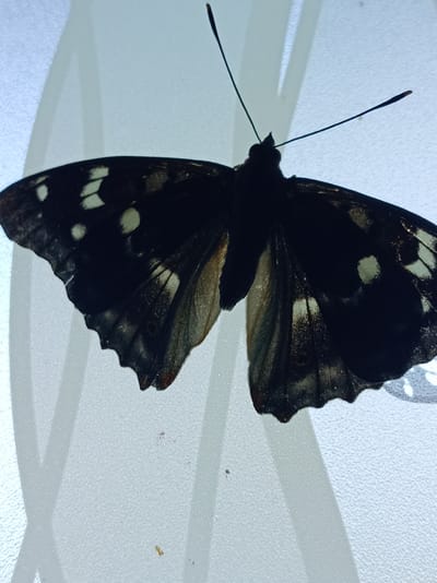 The image shows a top-down, close-up view of a dark butterfly with white spots on its wings, resting on a textured, translucent surface. The butterfly is silhouetted against a bright, diffused light source. Its wings are spread open, revealing intricate patterns of black and gray with creamy white markings. The butterfly's antennae are long and thin, with slightly darker tips. The surface it rests on appears to be a frosted or textured glass, with subtle light patterns casting shadows that suggest an abstract, possibly decorative background. There are no people or other discernible objects in the scene, and the focus is solely on the butterfly. The overall impression is one of stillness and quiet observation. The location context provided is Тумілавіцкі сельскі Савет, Belarus, but this information is not visually discernible from the image itself. There is no visible text in the image.