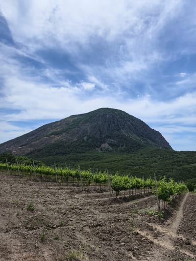 The image depicts a vineyard in the city of Lavrovoe, Ukraine. In the foreground, rows of young grapevines are planted in tilled soil. The soil appears dry and dusty, with some sparse vegetation growing between the rows. In the middle ground, the vineyard stretches across a gentle slope, leading towards a lush green forest. Dominating the background is a large, rocky mountain. The mountain's slopes show evidence of deforestation or a past fire, with patches of barren earth and fewer trees compared to the surrounding forest. The sky above is partly cloudy, with streaks of white clouds against a bright blue expanse.