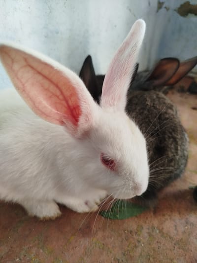 Two rabbits are positioned close together on a mottled reddish-brown surface. The rabbit in the foreground is white with large, prominent pink ears, revealing visible blood vessels. It has red eyes and long, white whiskers. Behind it, a darker-furred rabbit is visible, mostly obscured by the white rabbit, with its ears also prominent. The background is a textured, light-colored wall, possibly concrete. The image appears to be a close-up, possibly taken outdoors or in a rustic environment within Ceadîr-Lunga, Moldova.