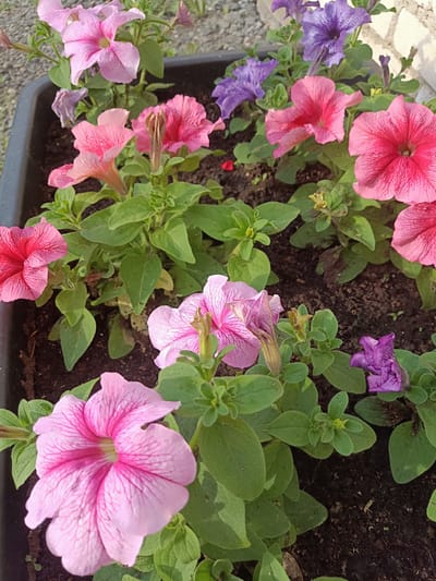 The image shows a close-up view of a planter box filled with blooming petunias of various shades of pink and purple. The petunias are healthy and vibrant, with their trumpet-shaped flowers facing upwards. The planter box is dark gray and appears to be made of plastic. The soil is dark and rich, suggesting good growing conditions. The background is blurred, but it seems to be an outdoor setting with some paving stones and possibly a wall. There are no people visible in the image. The image was taken in Brodokalmak, Russia.