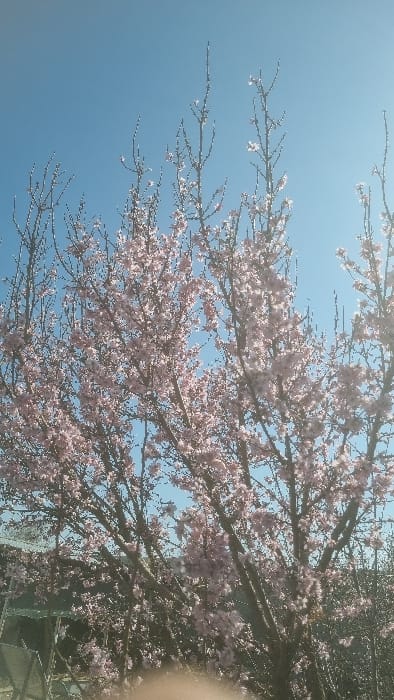 The scene, located in Yangi-Khayat, Uzbekistan, captures a deciduous tree in full bloom against a clear, bright blue sky. The tree's numerous bare branches are densely covered with small, light pink blossoms. Bright sunlight illuminates the scene, causing a strong highlight in the upper right quadrant. In the lower left background, an indistinct, dark structural element, possibly a fence or netting, is partially visible behind the tree. An out-of-focus, light-colored obstruction, consistent with a human digit, is present at the bottom center of the frame. No human subjects, discernible actions, or interactions are visible.
