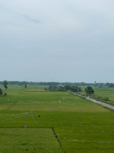 This image depicts an expansive rural landscape in Cutneuheun, Indonesia, under an overcast, light grey sky. The foreground and midground are dominated by numerous lush green rice paddies. White plastic strips, consistent with bird deterrents, are stretched horizontally and diagonally across several sections of the paddies. At least three scarecrows are visible: one in the lower-left foreground wearing a pink top, a dark-colored figure in the mid-left paddy, and another in the mid-right paddy. A narrow dirt path or bund separates the immediate foreground paddy. A paved road, light grey, traverses diagonally from the mid-right, passing a cluster of palm trees, and continues into the distant vegetation. A single-story structure with a dark roof, possibly a dwelling or farm building, is situated among trees to the left of the road in the mid-distance. Several palm trees and other green trees are scattered throughout the landscape and line the road. A person is visible in the lower-right, appearing to work within a rice paddy. A small red vehicle, consistent with a motorcycle or scooter, is observed traveling on the paved road in the mid-right. In the far background, a dense line of trees forms the horizon, above which utility poles or communication towers are discernible.