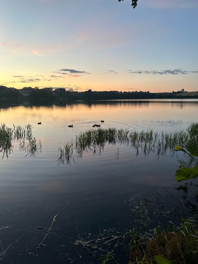 The image shows a serene lake at dusk in Chmielno, Poland. The sky displays a gradient of soft colors, from pale yellow near the horizon to light blue and then a deeper blue overhead, with wispy pink and grey clouds. The lake's surface reflects the sky's colors, creating a shimmering, tranquil effect. In the distance, the shoreline is lined with trees and houses, suggesting a populated area. Several ducks are swimming on the water, creating ripples. Reeds and tall grasses grow along the edge of the lake in the foreground, with some of their reflections visible in the water. The overall atmosphere is peaceful and natural.