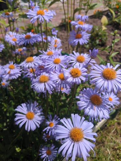 The image depicts a close-up view of a cluster of purple asters in a garden setting. The flowers are the primary subject, with their delicate purple petals radiating from bright orange centers. Some of the flowers are in full bloom, while others are still buds. The background consists of dark soil, green foliage, and patches of dry grass, suggesting an outdoor environment. The lighting indicates it is daytime, with shadows cast by the flowers and surrounding plants. The scene appears to be in a garden, possibly a backyard or a public park. The image does not contain any people or discernible man-made structures other than what might be part of a garden's landscaping. The specific location within the city of Великово, Russia, is not evident from the visual information provided in the image.