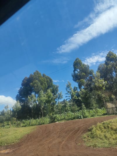 The image shows a rural scene, potentially located in the Municipality Ward of Kenya, as indicated in the prompt. A dirt road with visible tire tracks dominates the foreground. Along the sides of the road, there is green vegetation, grass, and what appears to be a cultivated field of maize. A fence line runs along the field. A grouping of trees of varying sizes stands beyond the field, and overhead power lines cut across a blue sky with scattered white clouds. A dark object appears in the upper left of the frame.