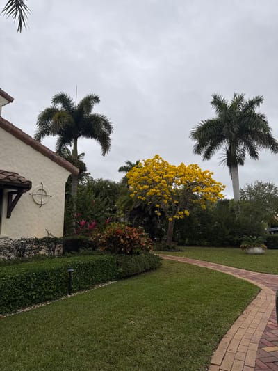 This image captures an exterior view of a residential property in Parkland, United States of America, under an overcast grey sky. In the foreground, a manicured green lawn occupies the left side, bordered by a dark green hedge containing two small black ground lights. A curved pathway constructed of reddish-brown paving bricks extends from the lower right corner, arcing towards the center-left. A portion of a dark-colored vehicle is visible on the far right edge of the paved surface.
On the left, a section of a light-colored stucco house with a reddish-brown barrel tile roof is present. A decorative round window with a cruciform design is visible on the house wall, beneath which is a dark wooden support bracket.
Behind the hedge and adjacent to the house, a landscaped bed contains various shrubs, including some with reddish-orange foliage and others bearing pink blossoms. Centrally positioned in the midground is a tree with a full canopy of vibrant yellow flowers.
The background consists of dense green tropical foliage and multiple palm trees. Two prominent, tall palm trees are visible against the overcast sky; the left palm has a slender metallic rod, likely a lightning rod or antenna, extending vertically from its crown. A second dark-colored vehicle is partially visible through the trees in the far right background. No individuals are present, and no actions or interactions are depicted.