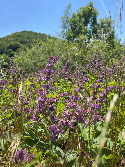 In Moračko Trebaljevo, Montenegro, this image captures a close-up view of a meadow filled with blooming purple wildflowers and tall grasses. The vibrant purple flowers, with their distinctive whorls of petals, dominate the foreground, interspersed with feathery seed heads of wild grasses that catch the sunlight. The background reveals a lush green hillside covered in dense trees, under a clear, bright blue sky. The overall scene suggests a natural, uncultivated landscape bathed in the warmth of a sunny day.