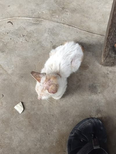 A calico cat, appearing to be in poor health with visible sores on its head and ears, is lying on a concrete floor. The cat is primarily white with patches of orange and brown. Nearby, a torn piece of white paper or wrapper is visible. To the right of the cat, a portion of a wooden structure, possibly furniture, can be seen. In the lower right corner, a black sandal is present. The scene appears to be outdoors, given the concrete and the rustic wooden element. This location is Meunasahsagou, Indonesia.