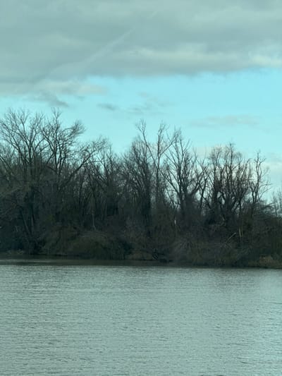 The image displays a natural landscape scene in Zarevo, Russia. The lower half of the frame features a calm body of water, exhibiting minor surface ripples, and appearing predominantly grey-green. This water body meets a shoreline dominated by a dense line of bare deciduous trees, their dark, intricate branches silhouetted against the sky. Several trees or large branches are observed leaning towards or extending into the water, with some appearing to have broken limbs. The upper portion of the image shows a sky that transitions from a light blue hue at the horizon line to an expanse of grey, overcast clouds above. A faint, linear white streak, consistent with an aircraft contrail, is discernible in the upper left quadrant of the sky. No individuals, animals, or discernible artificial structures are present within the captured scene.