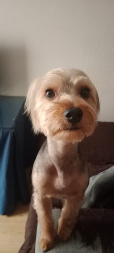 A Yorkshire Terrier dog, with its fur trimmed short on its body and longer on its head, sits on a dark brown couch. The dog faces the camera with a neutral expression. Behind the dog, a dark blue cloth is draped over furniture. The background is a plain, light-colored wall. The scene is indoors and appears to be a domestic setting in the city of Galapagar, Spain.