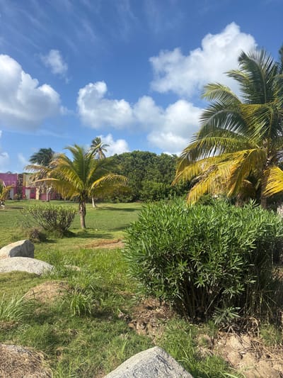 The image depicts an outdoor tropical landscape in Spanish Town, British Virgin Islands, under a bright blue sky with scattered white cumulus clouds. In the foreground, two large, light-grey boulders are partially visible amidst green grass and patches of exposed earth. A dense, dark green bushy shrub with narrow leaves occupies the lower right quadrant. The mid-ground features an expanse of maintained green lawn containing several palm trees with green and yellowish fronds, including a prominent one left of center and another on the far right. Smaller, rounded green shrubs are also present within the grassy area. In the background, on the far left, sections of structures painted bright pink with white and yellow architectural details are partially visible. A dense, dark green treeline forms a natural backdrop across the scene. No individuals, animals, or specific actions are discernible.