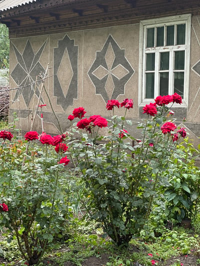 In the city of Nookat, Kyrgyzstan, a cluster of vibrant red roses blooms in front of a weathered building. The building's facade is adorned with a striking geometric pattern in dark gray and light tan. A white-framed window with multiple panes is visible on the right side of the building. The roses are in various stages of bloom, with some fully open and others still budding. The surrounding area is lush with green foliage and a dirt path. A small red scooter is propped up against some branches behind the rose bushes. The scene suggests a residential or garden area within the city.