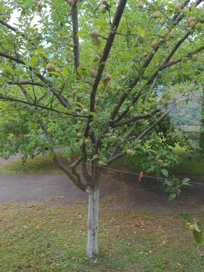 The image captures an apple tree laden with ripe fruit, likely in a backyard or public space in Svaliava, Ukraine. The tree, with its gray-painted trunk and numerous branches, is covered in green and pinkish apples, some still on the branches and others scattered on the ground. The background reveals a paved path and a grassy area, suggesting a suburban or semi-rural setting. A blue clothesline with a pink clothespin is visible, hinting at domestic activity. The overall scene depicts a typical late summer or early autumn day, with a hint of domestic life integrated into the natural environment.