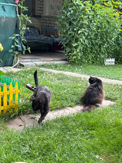 This image depicts an outdoor scene on a sunny day, likely in a backyard in Nizhne-Chufichevo, Russia. In the foreground, a black cat is walking on a paved path, its body angled towards the left side of the frame, with its tail raised. Adjacent to the path is a bright yellow and green wooden fence. Further back, a larger, fluffy cat with black and brown fur sits facing away from the camera, also on the paved path. The surrounding environment is a lush green lawn dotted with small white flowers. In the background, there is dense foliage with yellow flowers, a section of a building with brickwork and a blue-patterned chair visible on a porch, and a small white picket fence. An electrical extension cord with multiple outlets is visible near the black cat, plugged into an unseen power source.