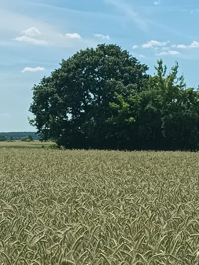The image depicts a rural landscape on a sunny day, with a clear blue sky dotted with fluffy white clouds. In the foreground, a field of golden wheat stretches across the frame, its stalks gently swaying. Behind the wheat field, a dense line of trees forms a dark green backdrop, dominated by a large, mature oak tree on the left. The overall scene evokes a sense of peace and the quiet beauty of the Polish countryside in Zakrzewo-Kopijki. There is no visible text or activity taking place.