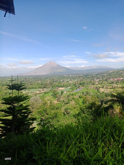 A bright, sunny day offers a panoramic view of a mountainous landscape with a prominent, ash-covered volcano in the distance. The foreground is dominated by lush green vegetation, including tall grass and the branches of a conifer tree. The midground reveals a sprawling village or town nestled within a valley, characterized by scattered houses, cultivated fields, and winding roads. Rolling hills and dense forests surround the settlement, extending towards the horizon. The sky is a clear, vibrant blue, with a few wispy clouds scattered across it. The overall scene depicts a serene, natural environment with signs of human habitation. The watermark "umi" is visible in the lower left corner of the image.