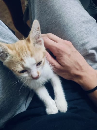 The media file shows a close-up of a ginger and white kitten being held by a person. The kitten is lying on the person's lap, nestled between their legs. The person's hands are gently holding the kitten, with one hand resting on its back and the other near its head. The kitten has large, expressive eyes and its ears are perked up. The person is wearing grey sweatpants and a dark blue t-shirt. The overall scene appears to be indoors, possibly in a home, given the casual clothing and relaxed posture. The lighting suggests it could be daytime, but no specific time is indicated. The mood is one of comfort and affection, with the person holding the kitten protectively. There is no visible text in the image.