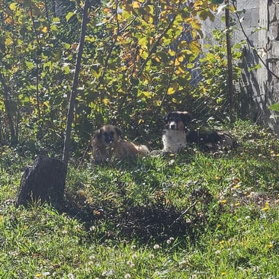 The image displays an outdoor scene in Buriani, Georgia. Two domestic dogs are observed resting on a grassy incline. The dog on the left features light brown fur and a darker muzzle, positioned prone. To its right, the second dog, with black, white, and tan fur, a white chest, and a white snout, is also in a prone position. Both dogs are oriented with their heads generally facing the observer. The foreground consists of green grass interspersed with small white and yellow flowering plants. A dark tree stump is present in the lower-left foreground. The background is dominated by dense green and autumnal-toned foliage, with a chain-link fence partially visible behind it. A light-colored concrete or stone wall is present in the upper-right background. The scene is illuminated by direct sunlight.