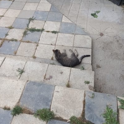 A tabby cat is lying on its side on a tiled pathway. The tiles are a mix of light gray and blueish-gray squares, arranged in a checkerboard pattern. Some of the tiles are darker than others, suggesting they might be wet or have some discoloration. The cat is a domestic short-hair with gray and black stripes. It is curled up with its head tucked towards its body, appearing relaxed.

The pathway appears to be outdoors, possibly in a garden or public space, as there are patches of grass and some small green plants growing between the tiles. The ground texture is rough, indicating it is made of concrete or stone. In the background, there are more concrete surfaces and some green foliage, suggesting an outdoor environment. The lighting is soft, and there are no harsh shadows, hinting at an overcast day or perhaps late afternoon. The image is taken from a high angle, looking down at the cat and the pathway. There is no visible text in the image. The scene conveys a sense of peacefulness and quiet observation of the animal in its environment.