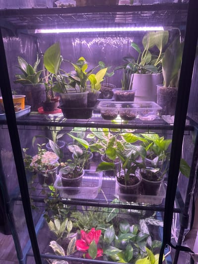 A greenhouse tent filled with houseplants under grow lights contains at least four shelves of plants. The top shelf holds a snake plant, a pothos, and several other unidentified plants in various pots, some made of clear plastic. The second shelf displays more potted plants, including snake plants and what appear to be juvenile pothos, all in clear plastic containers. The third shelf features a variety of green leafy plants, some with variegated leaves, in clear plastic pots. A bright red flower is visible on this shelf, possibly a poinsettia. The bottom shelf is partially visible and also contains green foliage. The tent has a transparent plastic covering and a dark zipper on the right side. The environment is indoors, as indicated by the artificial lighting. The image does not contain any information that would allow for the determination of its location within Kalinino, Russia.