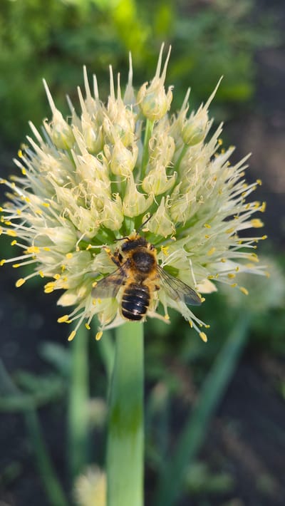A close-up, vertical, eye-level shot features a honeybee on an onion flower. The bee, positioned on the right side of the flower, is captured mid-action, with its head down and its body slightly angled. It has dark, segmented stripes on its abdomen and fuzzy, brown and black coloring on its thorax. Its wings are translucent and its antennae are visible. The onion flower is spherical and white with delicate, wispy petals and small yellow stamen. The stem of the flower is a vibrant green and is in focus, extending downwards. The background is softly blurred, with green foliage and darker shadows, suggesting an outdoor environment. The image was taken in Bulatovo, Russia.