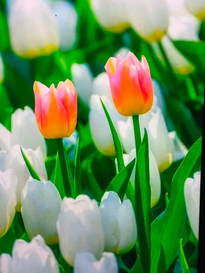 The image presents a vibrant field of tulips. Predominantly white tulips form a backdrop, while two striking tulips with orange and pink gradients stand out. These two are centrally positioned, with vibrant green stems and leaves providing a contrasting texture against the soft, blurred field. The overall composition exudes a sense of spring and freshness.