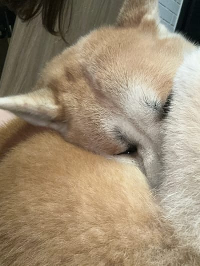 This is a close-up, overhead shot of a Shiba Inu dog curled up and sleeping. The dog's fur is a mix of light and dark brown, with some white fur on its head. The dog's eyes are closed, and its nose is tucked into its chest. The dog is lying on a wooden surface, possibly a floor or table. The image is focused on the dog's head and body, with the background blurred. There is no identifiable information in the image that places it in the city of Santos, Brazil.