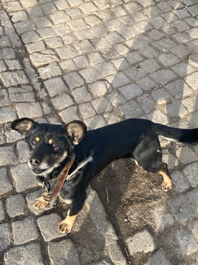 An outdoor image from Krivnia, Bulgaria, depicts a medium-sized, short-haired dog positioned on a cobblestone surface. The dog is predominantly black with tan markings above its eyes, on its inner ears, and on its lower legs and paws. It wears a brown leather collar with a metal chain link attached, from which a frayed piece of white and blue material extends. The dog is looking upwards towards the camera, with its mouth slightly open. Its front paws are visible, displaying dark claws. The ground consists of irregular gray cobblestones, with patches of exposed dirt and scattered small debris, including twigs. Bright, direct sunlight illuminates the scene, casting distinct shadows on the ground, notably behind the dog and a larger, indistinct shadow in the upper right portion of the frame.