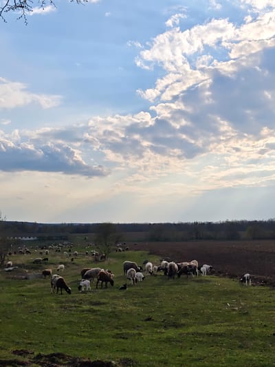 The image shows a herd of sheep grazing in a green field in Khrinivka, Ukraine. In the background, a brown plowed field stretches to a line of trees. The sky is blue with scattered white clouds, and the sun's rays are visible through the clouds. The sheep vary in color, with some being white, brown, or a combination of both. Some lambs are also visible among the adult sheep.