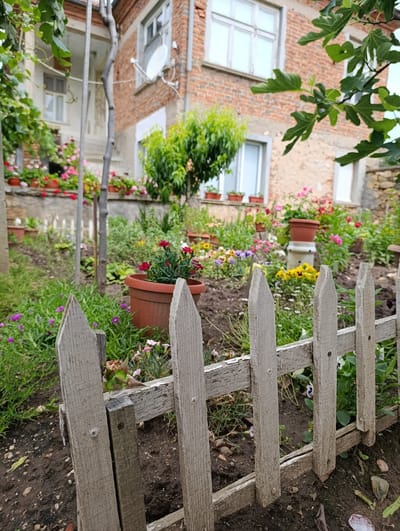 This is a medium shot, eye-level, outdoor, daytime photograph of a garden with a rustic wooden fence in the foreground. The fence, made of weathered, pale grey wooden planks with pointed tops, runs diagonally across the lower portion of the frame. Behind the fence, a vibrant garden is visible, filled with an assortment of potted and planted flowers in various colors, including pink, red, yellow, and purple. Several terracotta pots are scattered throughout the garden, some containing dense clusters of flowers, while others hold single plants. In the background, a traditional brick building with white-framed windows is partially visible, suggesting a residential setting. A satellite dish is mounted on the side of the building. The overall impression is one of a well-maintained, colorful garden adjacent to a dwelling in a rural or semi-rural environment, potentially in Mladinovo, Bulgaria, given the context of the image's origin. The lighting is soft, indicating overcast or diffused daylight. No people are present in the image.
