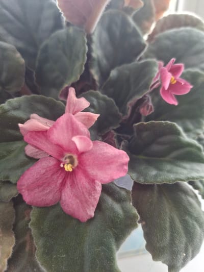This media file displays a close-up view of African violet plants in bloom. The subjects are the flowers and leaves of the plants. The flowers are a vibrant pink, with some lighter pink and reddish hues present, and feature yellow stamens at their centers. The leaves are a deep green, with a slightly fuzzy texture and visible veins. The image focuses on the intricate details of the petals and the velvety surface of the leaves.

There is no discernible activity or event taking place, as the image is a still life of the plants. The lighting suggests it might be daytime, possibly indoors given the focus and apparent soft lighting, though no specific time of day is evident. There are no weather conditions or specific location cues within the image itself, aside from the context provided about Babynino, Russia. No emotions are conveyed by the plants. There is no visible text in the image. The scene is intimate and highlights the natural beauty of the African violets.