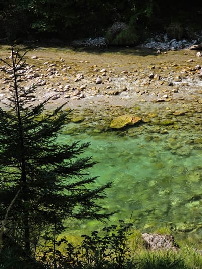The image depicts a natural scene in the vicinity of Landl, Austria, featuring a clear, shallow river flowing over a stony bed. The water is a vibrant turquoise color, with sunlight filtering through and illuminating the pebbles and rocks beneath the surface. On the left side of the frame, a dark green coniferous tree stands silhouetted against the brighter background, its branches casting shadows. The foreground is filled with lush green grass and foliage, some of which is dark and shadowy, suggesting it is in the shade of the trees. The riverbank is lined with stones and further vegetation. The overall environment is tranquil and appears to be a natural, undisturbed landscape. No people are visible in the image.