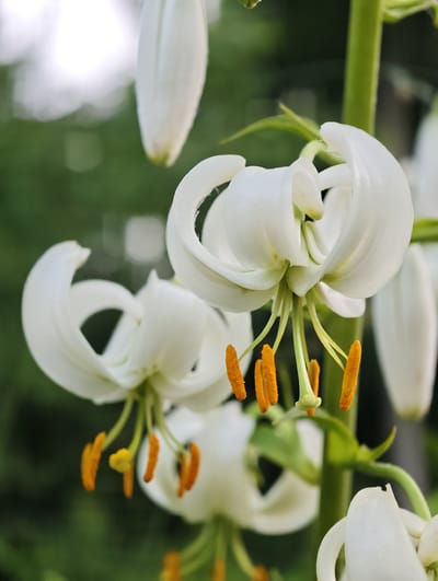 This media file features a close-up, vertical shot of several white lily flowers with vibrant orange anthers. The lilies are in various stages of bloom, with some fully open and others still partially closed. The petals are delicate and curved, with a subtle sheen. The stamens, tipped with bright orange pollen, hang down from the center of the flowers. The flowers are attached to a green stem, which is also visible.
The background is a soft-focus blur of green foliage and hints of bright sky, suggesting an outdoor setting on a pleasant day. The lighting appears natural, likely daylight, as there are no harsh shadows. The image conveys a sense of natural beauty and the delicate elegance of the flowers. The focus is sharp on the central lilies, highlighting their intricate details, while the surrounding elements are softened, creating a pleasing bokeh effect. There is no visible text in the image. The scene is likely a garden or natural setting in Motala, Sweden, given the location context.