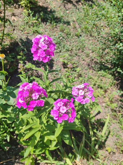 A cluster of bright pink phlox flowers are in full bloom in a garden. The flowers are composed of many small, individual petals and are gathered into spherical heads. The stems and lush green leaves of the phlox plant are visible, along with the dry, brown soil and sparse green vegetation of the surrounding garden. The image appears to be taken on a sunny day, with shadows cast on the ground by the foliage. There are no people or animals present in the scene. The location is identified as Loris, Russia.
