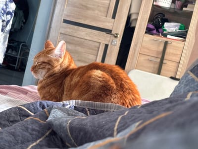 An orange tabby cat is lying on a bed with its eyes closed. The cat is facing left, and its body is facing forward. The cat's fur is a bright orange color, and it has white whiskers. The bed is covered in blankets, and there is a door in the background. The room appears to be a bedroom. The scene is indoors, and there is natural light coming from a window, illuminating the cat. The overall impression is one of relaxation and comfort.