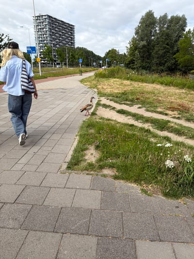 In Amstelveen, Netherlands, a person with blonde hair wearing a light blue button-down shirt, dark denim jeans, and white sneakers walks away from the camera on a paved sidewalk. They are carrying a striped tote bag over their right shoulder. A bird, identified as an Egyptian Goose, stands on the sidewalk to the right of the person, facing away from the camera. The environment includes a patch of dry grass and wildflowers to the right of the sidewalk, and a modern, multi-story building with many windows in the background to the left. A street sign is also visible to the left.