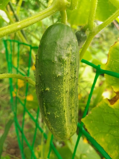 A close-up, low-angle shot focuses on a single, green cucumber growing on a vine. The cucumber is elongated and bumpy, with lighter green stripes running vertically down its surface. It is supported by a thin, green stem covered in fine hairs. A bright green plastic netting is visible in the foreground and background, creating a diamond pattern. Several green leaves and parts of the cucumber vine are also present, some with yellowing edges. The overall environment appears to be an outdoor garden, likely in Solonytsivka, Ukraine, given the context. The lighting suggests it is daytime, with soft shadows.