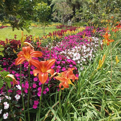 A garden in Laugumba, Indonesia, features a diverse and colorful display of flowers. In the foreground, several vibrant orange daylilies stand tall, their petals unfurled and showcasing intricate markings. Behind them, a dense carpet of bright pink and white impatiens creates a striking contrast. Further back, rows of red and yellow flowers add to the visual richness of the landscape. Tall green grasses and foliage frame the scene, with leafy trees and lush ferns forming a natural backdrop. A person, dressed in light-colored clothing and a hat, can be seen in the distance, tending to the garden. The overall impression is one of a well-maintained and flourishing botanical space.