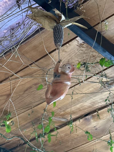 An indoor decorative arrangement is observed in Sanctorum, Mexico. A reddish-brown monkey figurine, featuring white details on its face and torso, is depicted in a hanging posture, suspended by its right hand from a light-colored rope. This rope is secured to the base of a dark, purplish-blue ear of corn, partially encased in dried, light brown husks. The corn itself is suspended from an overhead structure, likely part of the room's ceiling. The background consists of a light-toned wooden plank ceiling, crossed by a dark structural beam in the upper right quadrant. Multiple thin, dried, light-colored vines are interwoven across the upper and central portions of the frame. Additionally, green leafy vines with small leaves are visible, primarily in the lower right and left sections, intermingling among the other elements.
