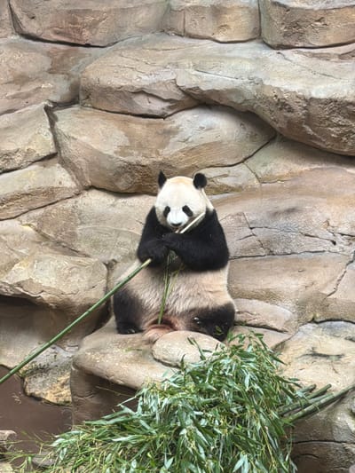 This media file shows a giant panda lying on a rock formation, with a large bunch of bamboo in front of it. The panda is mostly black and white, with black fur around its eyes and ears, and white fur on its face and body. It is holding a piece of bamboo in its paws and appears to be eating it. The rock formation is made up of large, gray rocks with a rough texture. There are also some green bamboo stalks and leaves visible. The scene is outdoors, and the lighting suggests it is daytime. The panda appears relaxed and content.

The location context provided is Saint-Aignan, France, which is home to the Beauval Zoo, a well-known sanctuary for giant pandas. This suggests the image was likely taken at the Beauval Zoo. There is no visible text in the image.