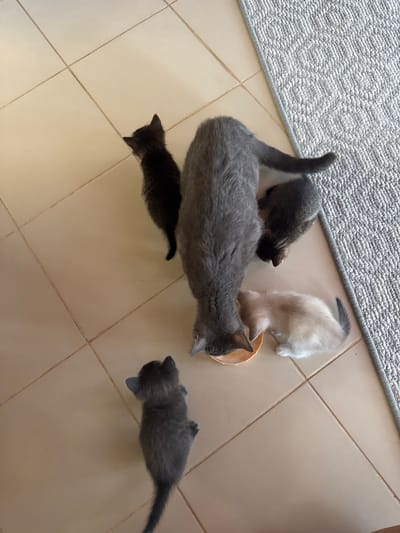 The image shows a scene of cats eating from a bowl on a tiled floor. A large, adult gray cat is positioned in the center of the frame, with its head bent down towards a small, orange bowl, presumably containing food. To the left of the adult cat, a small, black kitten is also eating from the bowl. To the right of the adult cat, two kittens are visible. One is a light-colored kitten, possibly Siamese, and the other is a dark gray kitten. The kittens are also gathered around the bowl, indicating they are sharing a meal.
The setting appears to be indoors, with a tiled floor and a textured gray rug in the upper left corner of the image. The lighting suggests it is daytime. No text is visible in the image. The overall mood is one of domesticity and care, with the adult cat seemingly supervising or feeding the kittens. The focus is on the cats and their activity of eating together.