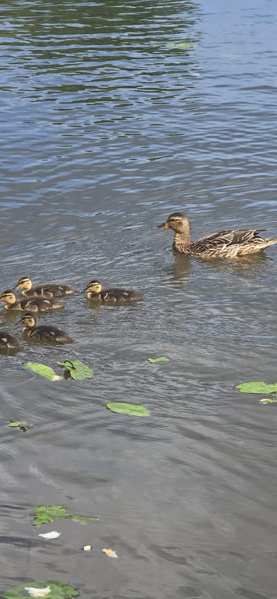 A mother duck and her seven ducklings swim in a body of water. The mother duck is on the right side of the image, facing left. She is brown with darker brown stripes on her wings and back. The ducklings are small and fluffy, with yellow and brown markings. They are swimming in a group to the left of the mother duck. There are some lily pads floating on the surface of the water. The water is dark and reflects the green trees on the far bank. This scene could be from any body of water, such as a pond or lake, within the city of Bryansk, Russia.