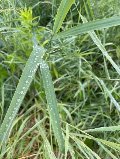 The image shows a close-up view of blades of grass covered in water droplets. The grass is a vibrant green, and the water droplets create small, sparkling highlights on the blades. The background is a soft blur of more green grass, suggesting a natural outdoor setting. The focus is on the texture and detail of the grass and the dew. There are no people or man-made objects visible. The lighting appears to be natural, possibly from an overcast sky or early morning light, as there are no harsh shadows. The droplets suggest recent rain or morning dew. The overall impression is one of natural beauty and freshness. The location is identified as Bogorodsk, Russia.