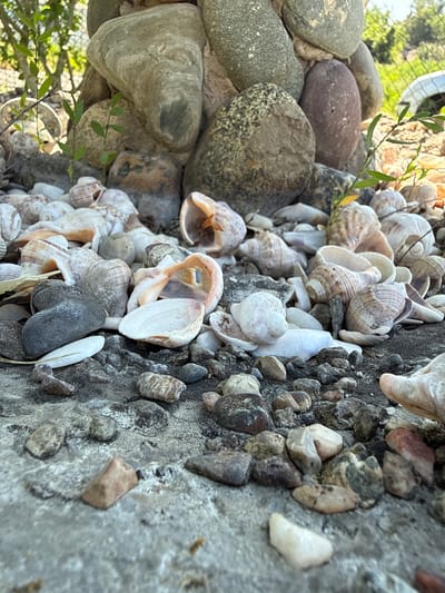 The image depicts a close-up, low-angle view of a collection of seashells and pebbles scattered on a gray, textured surface, likely concrete or stone. In the background, a large, rounded stone structure, possibly part of a garden feature or sculpture, is visible. Green foliage and branches emerge from behind the stones, suggesting an outdoor setting. Sunlight illuminates the scene, casting soft shadows and highlighting the textures of the shells and rocks. There are no people or visible actions taking place. The scene is static and focuses on the natural elements arranged around the base of the stone structure. There is no indication of the specific location within Belo Pole, Bulgaria.